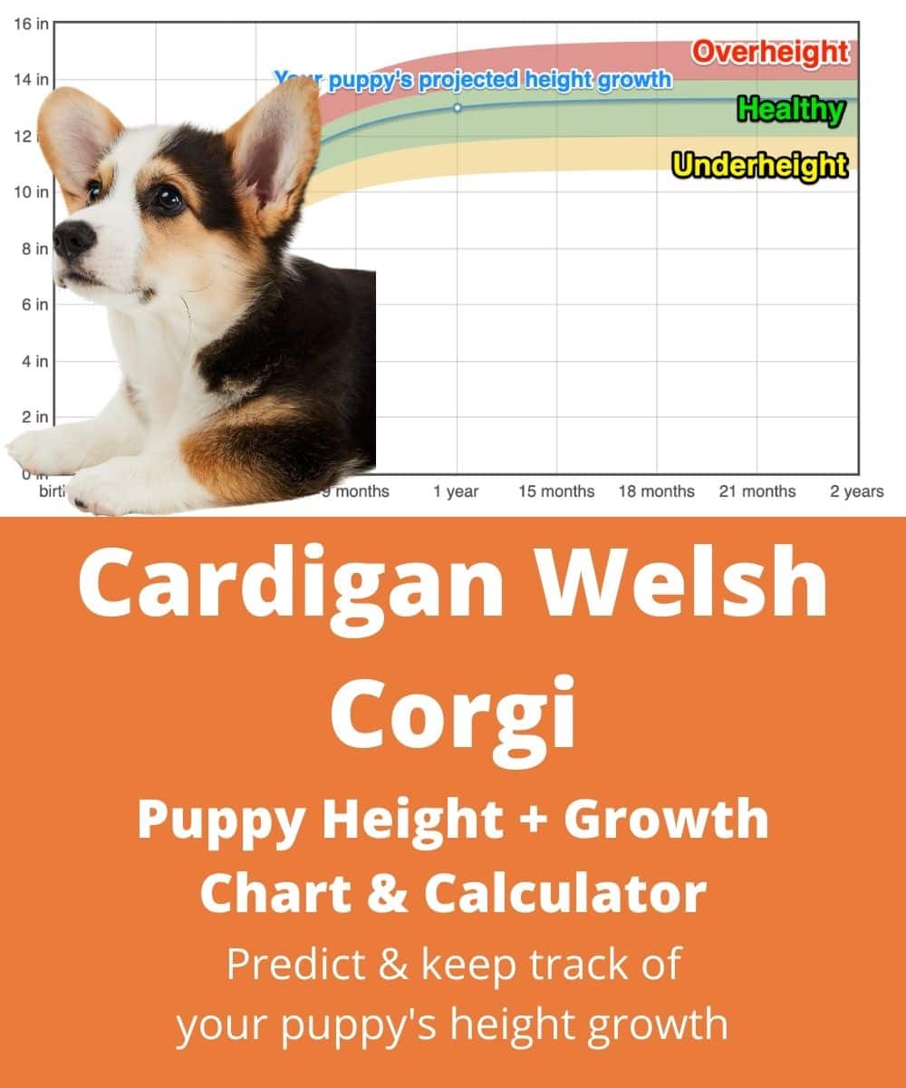 cardigan-welsh-corgi Puppy height Growth Chart